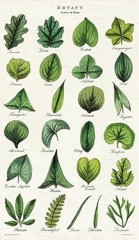 Tea towel - botany