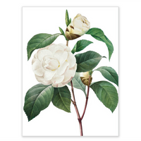 Boxed notecards - white blossoms