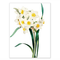 Boxed notecards - white blossoms