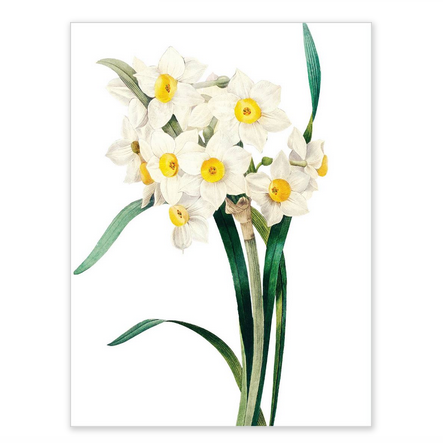 Boxed notecards - white blossoms