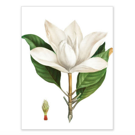 Boxed notecards - white blossoms