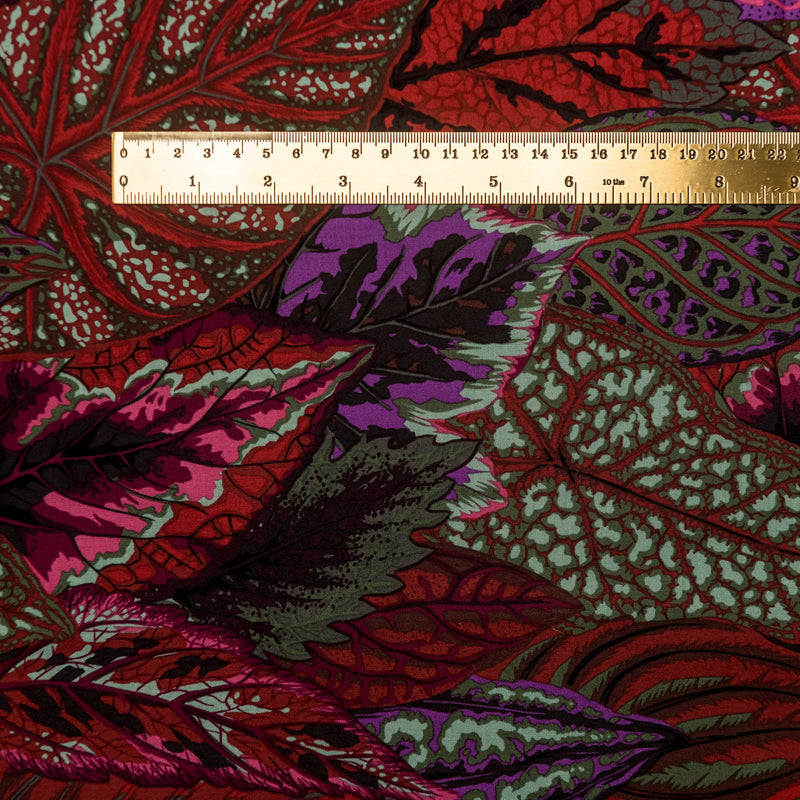 Coleus - dark