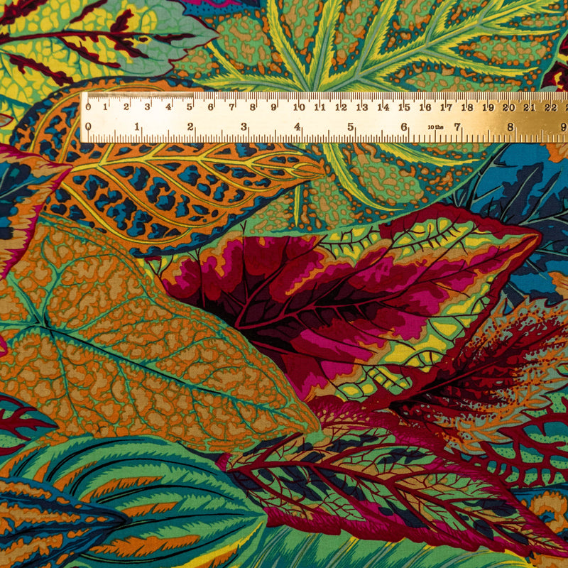Coleus - moss
