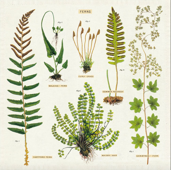 Napkin - ferns