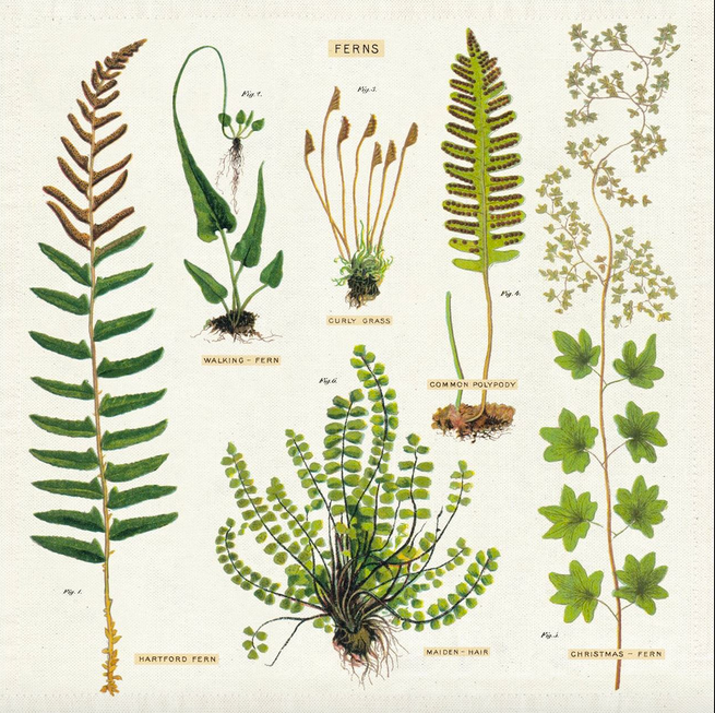 Napkin - ferns